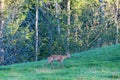 Roe Deer buck going in the meadow by the woods Royalty Free Stock Photo