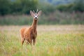 Roe deer buck on the grassy meadow smelling something in the air Royalty Free Stock Photo