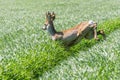 Roe Deer Buck jump in wheat field. Roe deer wildlife. Royalty Free Stock Photo