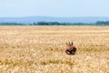 Roe Deer Buck jump in wheat field. Roe deer wildlife. Royalty Free Stock Photo