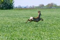 Roe Deer Buck jump in wheat field. Roe deer wildlife. Royalty Free Stock Photo