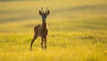 Roe deer buck looking on green meadow in summer sunlight Royalty Free Stock Photo