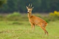 Roe deer buck looking proud