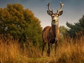 Roe deer buck looking proud Royalty Free Stock Photo