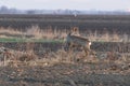 Roe deer buck. Male roe deer. Capreolus capreolus Royalty Free Stock Photo