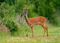 Roe deer buck Royalty Free Stock Photo