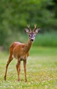 Roe deer buck Royalty Free Stock Photo