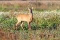 Roe deer buck Royalty Free Stock Photo