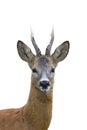 Roe deer buck portrait Royalty Free Stock Photo