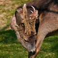 Roe deer buck in the process of removing the velvety skin