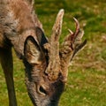 Roe deer buck in the process of removing the velvety skin