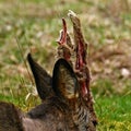Roe deer buck in the process of removing the velvety skin