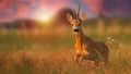 Roe deer buck running closer on a meadow in summer at sunset Royalty Free Stock Photo