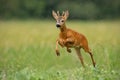 Roe deer buck running fast across green field in light summer rain Royalty Free Stock Photo