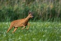 Roe deer buck running fast on meadow with green grass and flowers in summer Royalty Free Stock Photo