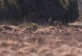 Roe deer buck running in field along juniper bushes.