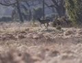 Roe deer buck running in field with bushes and trees. Royalty Free Stock Photo