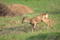 Roe deer buck running in orchard Royalty Free Stock Photo