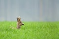 Roe deer buck sitting in long grass Royalty Free Stock Photo