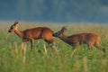 Roe deer buck sniffing doe on field in summer nature. Royalty Free Stock Photo