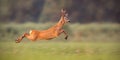 Roe deer buck sprinting fast in summer Royalty Free Stock Photo