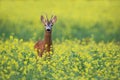 Roe deer buck standing on a flowery rape field with yellow flowers in summer Royalty Free Stock Photo