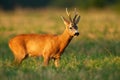 Roe deer buck standing on a stubble field in summer at sunset Royalty Free Stock Photo