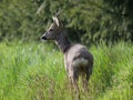 Roe deer buck in summer grass looking up Royalty Free Stock Photo