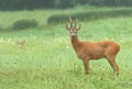 The roe deer buck in summer Royalty Free Stock Photo