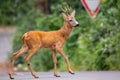 Roe deer buck walking across road with street sign in background