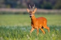 Roe deer buck walking on blooming meadow in summer at sunset Royalty Free Stock Photo