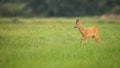 Roe deer buck walking on the green meadow in summer with copy space