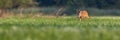 Roe deer buck walking through a vast floodplain meadow in summer with copy space