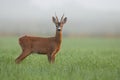 Roe deer buck watching on green field in morning mist. Royalty Free Stock Photo