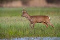 Roe deer buck in winter coat in spring walking on a green flooded meadow Royalty Free Stock Photo