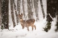 Roe deer buck in winter forest with snow falling around Royalty Free Stock Photo