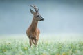 Roe deer approaching on wildflowers in morning mist Royalty Free Stock Photo