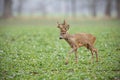 Roe deer buck with big antlers covered in velvet walking on a field with copy space. Royalty Free Stock Photo