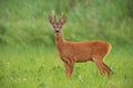 Roe deer, capreolus capreolus, buck with clear green blurred background. Royalty Free Stock Photo