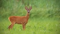 Roe deer, capreolus capreolus, buck with clear green blurred background. Royalty Free Stock Photo