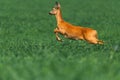 roe deer, capreolus capreolus, buck running fast on meadow with green grass in summer nature. Wild animal sprinting and Royalty Free Stock Photo