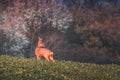 Roe deer, capreolus capreolus, buck in summer on a meadow at sunset. Royalty Free Stock Photo