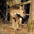 Roe deer (Capreolus capreolus) Royalty Free Stock Photo