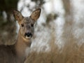 Roe Deer (Capreolus capreolus) Royalty Free Stock Photo