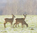 Roe Deer ( Capreolus capreolus ) Royalty Free Stock Photo