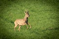 A male Roe Deer jumping Royalty Free Stock Photo