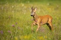 Roe deer buck approaching on a green grass with violet wildflowers Royalty Free Stock Photo