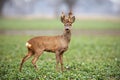Roe deer, capreolus capreolus, buck with big antlers covered in velvet. Royalty Free Stock Photo