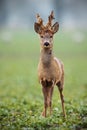 Roe deer, capreolus capreolus, buck with big antlers covered in velvet. Royalty Free Stock Photo