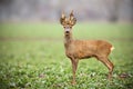 Roe deer, capreolus capreolus, buck with big antlers covered in velvet standing. Royalty Free Stock Photo